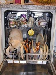 dog dishwaser