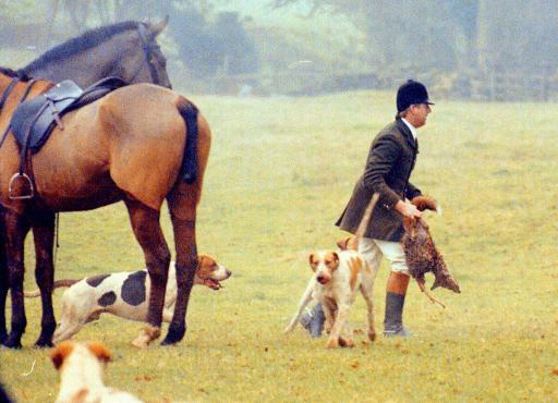 Member of the Duke of Beaufort Hunt takes a dead fox from the hounds after a "kill"  near Tetbury, Gloucestershire.