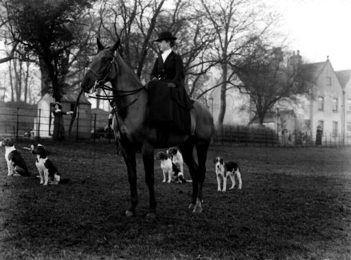 FOX HUNTING 1911: The Earl of Fitzwilliam's (Grove) pack of Hounds at Bilby. Mrs A. Harrison Smith of Carlton Hall, near Worksop, Yorkshire.