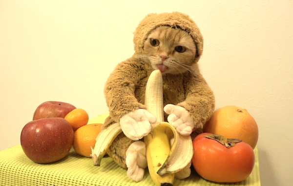 cat-banana monkey suit