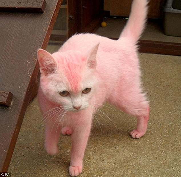 Anorak News Natasha Gregory You Legend Woman Who Dyed Cat Pink On 