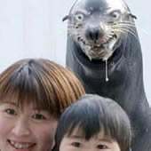 Demented Seal