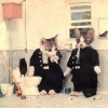 Anorak News | Cats dressed as people – in photos