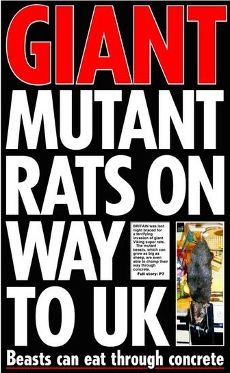 killer giant invading german scottish rats britain daily star, daily express tabloids