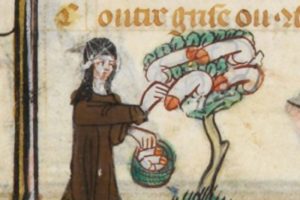 Medieval French manuscript showing nuns picking “fruit” from “a medieval penis tree”.